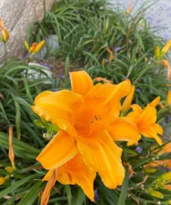 5 Apricot Daylily Bulbs - Reblooming Hemerocallis Perennial for Outdoor Garden - Image 5