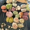 5 Assorted Double Head Lithops Living Stones - 6-Year-Old Rare Succulent Plants Bare Root - Image 1