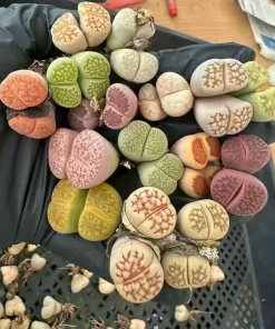5 Assorted Double Head Lithops Living Stones - 6-Year-Old Rare Succulent Plants Bare Root - Image 1