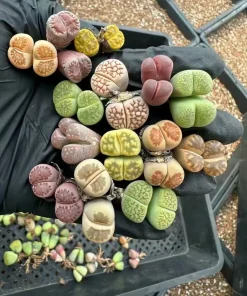 5 Assorted Double Head Lithops Living Stones - 6-Year-Old Rare Succulent Plants Bare Root - Image 2