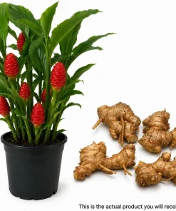 5 Awapuhi Shampoo Ginger Rhizomes - Zingiber Zerumbet Pinecone Ginger Roots - Image 2