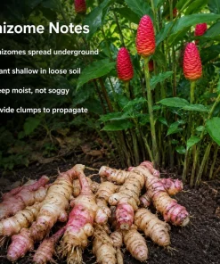 5 Awapuhi Shampoo Ginger Rhizomes - Zingiber Zerumbet Pinecone Ginger Roots - Image 5