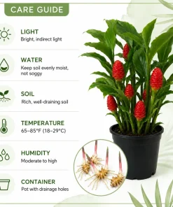 5 Awapuhi Shampoo Ginger Rhizomes - Zingiber Zerumbet Pinecone Ginger Roots - Image 6