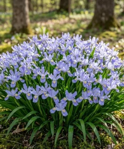 5 Blue Crested Wild Iris Bulbs – Spring Flowering Perennial – Outdoor - Image 2