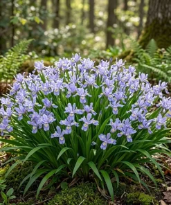 5 Blue Crested Wild Iris Bulbs – Spring Flowering Perennial – Outdoor - Image 4