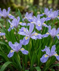 5 Blue Crested Wild Iris Bulbs – Spring Flowering Perennial – Outdoor - Image 5