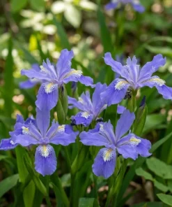 5 Blue Crested Wild Iris Bulbs – Spring Flowering Perennial – Outdoor - Image 6