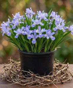 5 Blue Crested Wild Iris Bulbs – Spring Flowering Perennial – Outdoor - Image 1