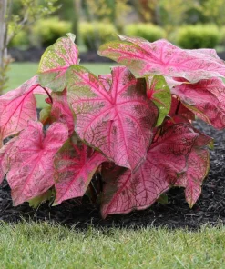 5 Caladium Fancy Leaf 'Fannie Munson' Bulbs - Shade Loving Perennial - Image 2