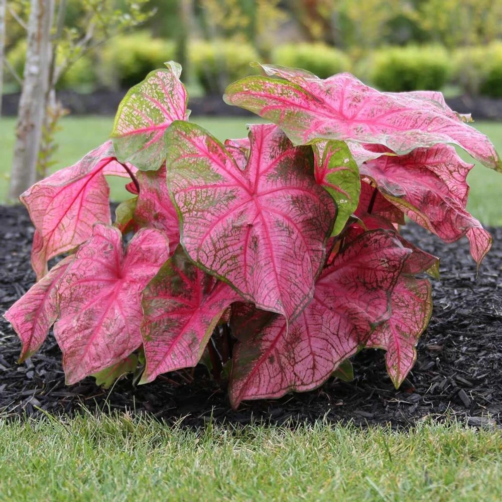 5 Caladium Fancy Leaf 'Fannie Munson' Bulbs - Shade Loving Perennial - Image 2