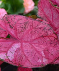 5 Caladium Fancy Leaf 'Fannie Munson' Bulbs - Shade Loving Perennial - Image 3
