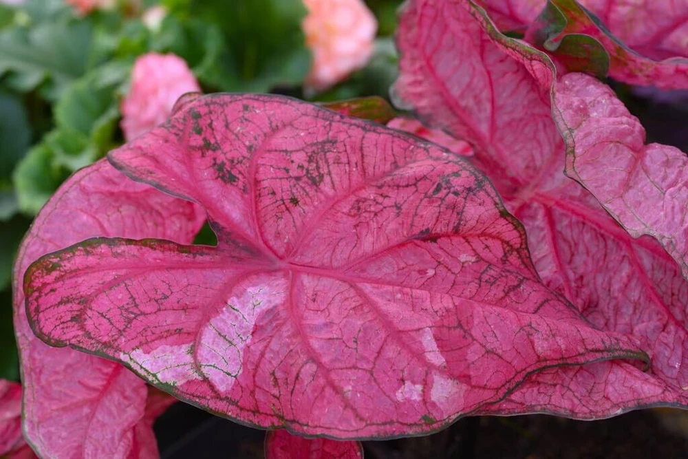 5 Caladium Fancy Leaf 'Fannie Munson' Bulbs - Shade Loving Perennial - Image 3