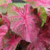 5 Caladium Fancy Leaf 'Fannie Munson' Bulbs - Shade Loving Perennial - Image 1