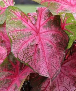 5 Caladium Fancy Leaf 'Fannie Munson' Bulbs - Shade Loving Perennial - Image 1