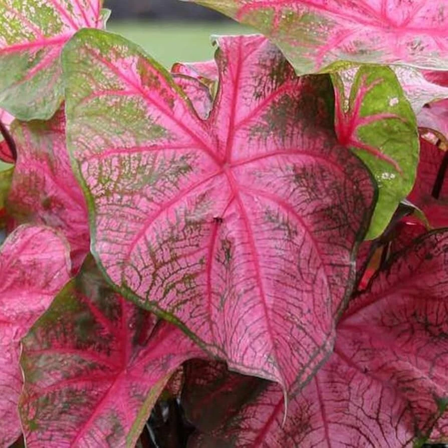 5 Caladium Fancy Leaf 'Fannie Munson' Bulbs - Shade Loving Perennial - Image 1