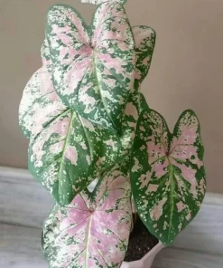 5 Caladium Fancy Leaf Florida Elise Bulbs - Deer Resistant - Outdoor - Image 2