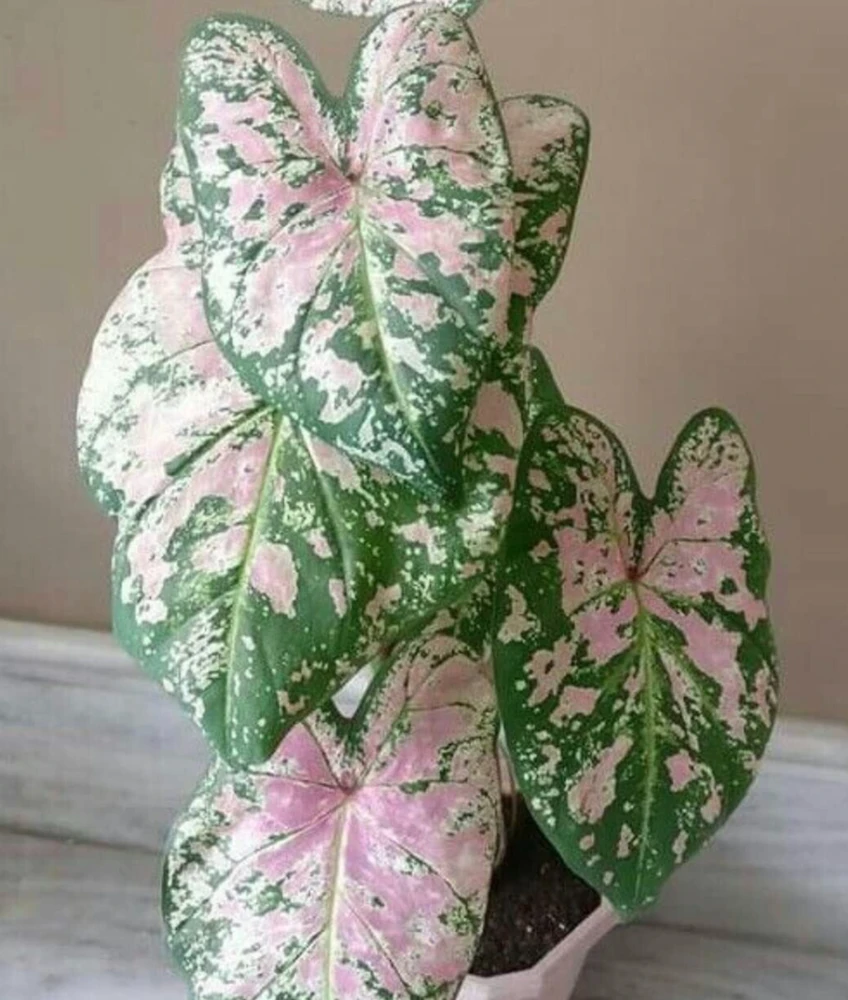 5 Caladium Fancy Leaf Florida Elise Bulbs - Deer Resistant - Outdoor - Image 2