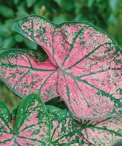 5 Caladium Fancy Leaf Florida Elise Bulbs - Deer Resistant - Outdoor - Image 3