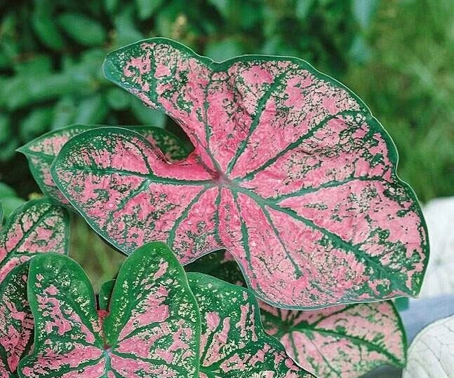 5 Caladium Fancy Leaf Florida Elise Bulbs - Deer Resistant - Outdoor - Image 3