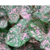 5 Caladium Fancy Leaf Florida Elise Bulbs - Deer Resistant - Outdoor - Image 1