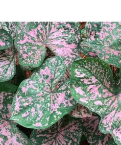 5 Caladium Fancy Leaf Florida Elise Bulbs - Deer Resistant - Outdoor - Image 1