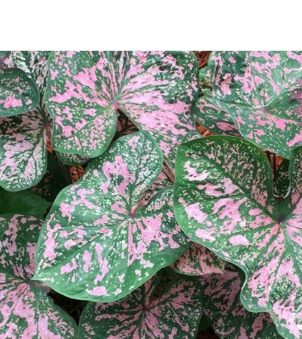 5 Caladium Fancy Leaf Florida Elise Bulbs - Deer Resistant - Outdoor - Image 1