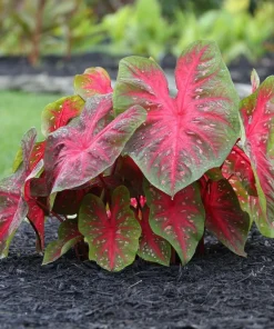 5 Caladium Fancy Leaf RED FLASH Bulbs - Red & Green Foliage - Outdoor Shade - Image 2