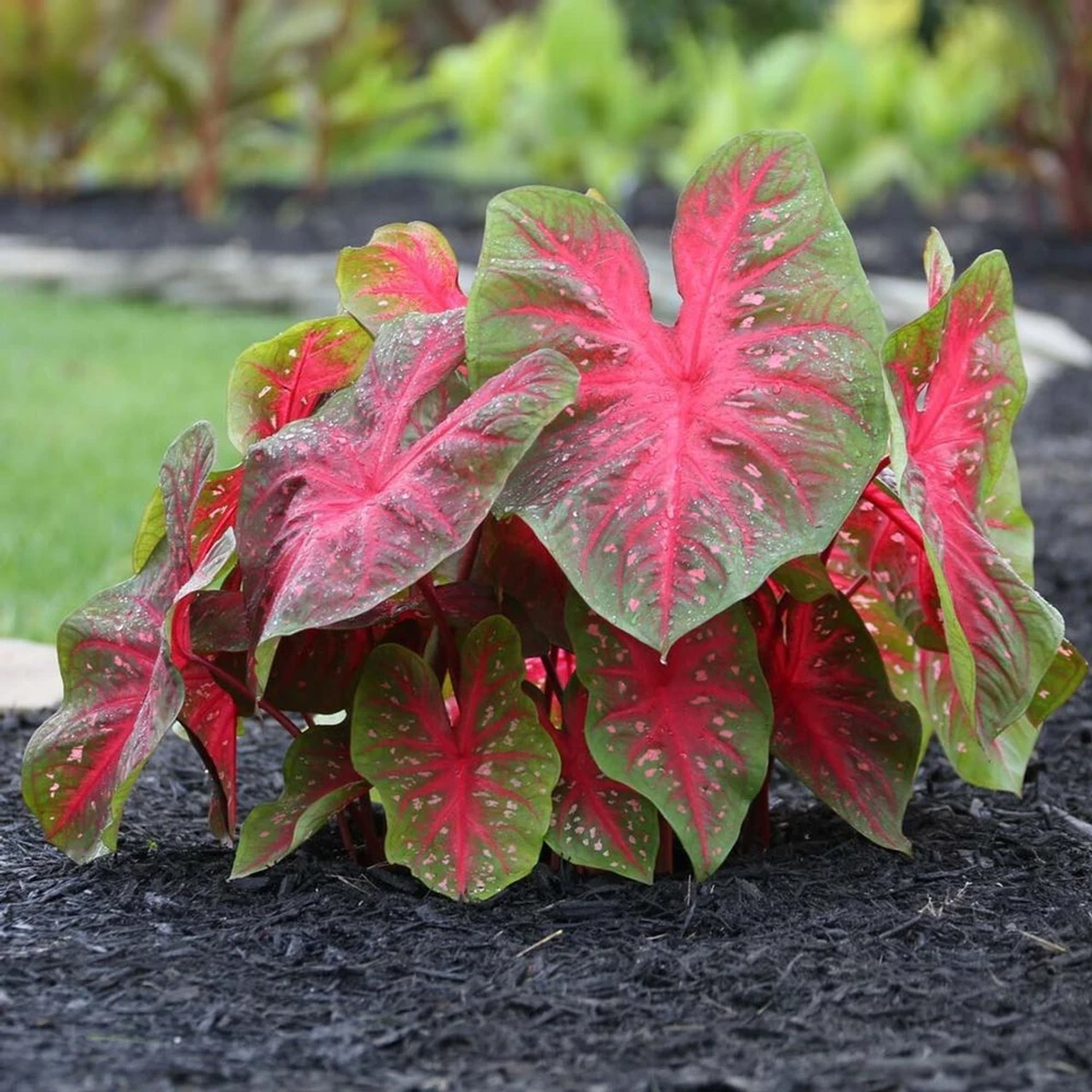 5 Caladium Fancy Leaf RED FLASH Bulbs - Red & Green Foliage - Outdoor Shade - Image 2