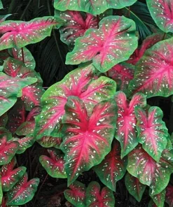 5 Caladium Fancy Leaf RED FLASH Bulbs - Red & Green Foliage - Outdoor Shade - Image 3