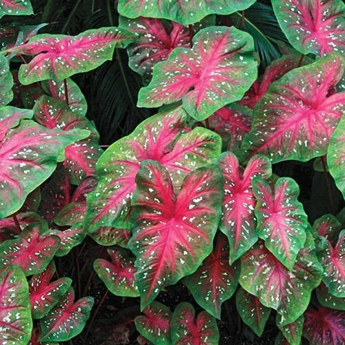 5 Caladium Fancy Leaf RED FLASH Bulbs - Red & Green Foliage - Outdoor Shade - Image 3