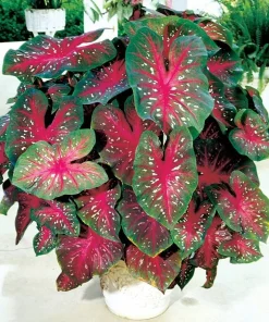 5 Caladium Fancy Leaf RED FLASH Bulbs - Red & Green Foliage - Outdoor Shade - Image 4