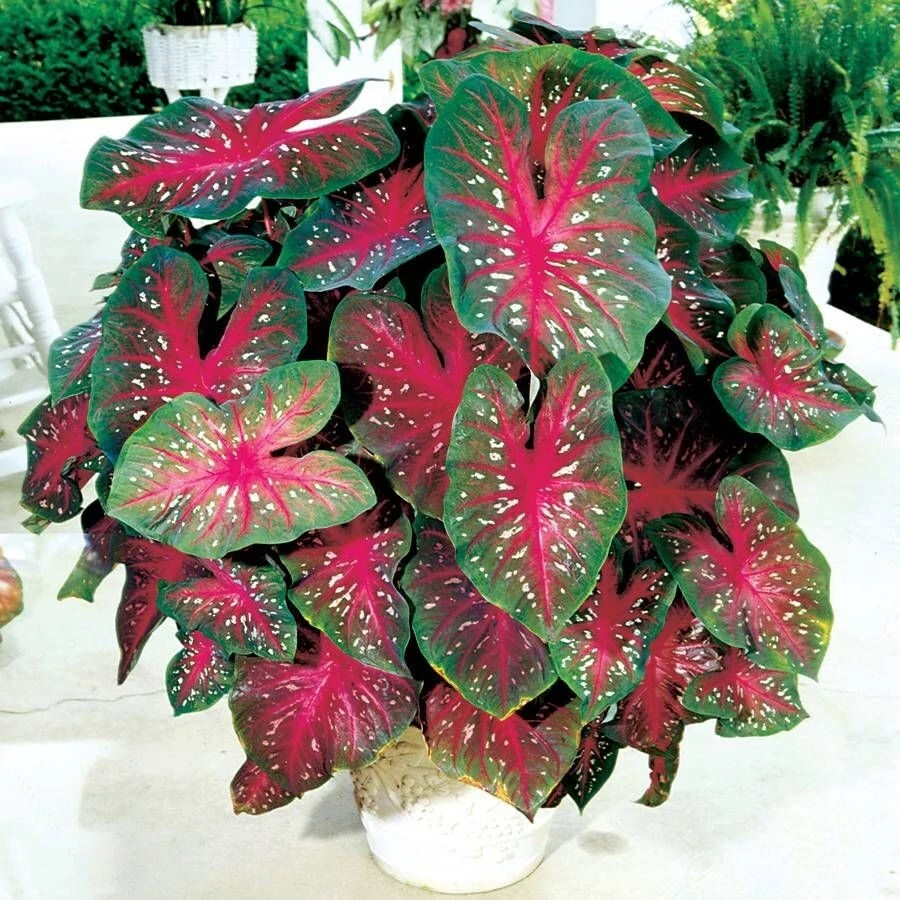 5 Caladium Fancy Leaf RED FLASH Bulbs - Red & Green Foliage - Outdoor Shade - Image 4