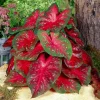 5 Caladium Fancy Leaf RED FLASH Bulbs - Red & Green Foliage - Outdoor Shade - Image 1