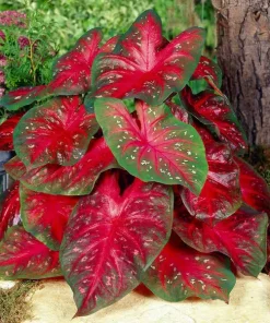 5 Caladium Fancy Leaf RED FLASH Bulbs - Red & Green Foliage - Outdoor Shade - Image 1