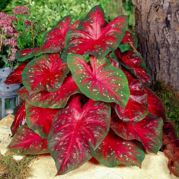 5 Caladium Fancy Leaf RED FLASH Bulbs - Red & Green Foliage - Outdoor Shade - Image 1