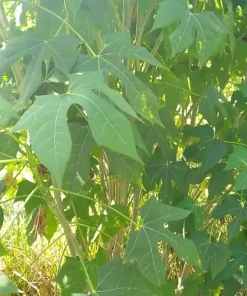 5 Chaya Cuttings 7 Inch – Maya Spinach Tree Live Cuttings, Edible Vegetable - Image 2