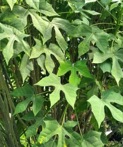 5 Chaya Cuttings 7 Inch – Maya Spinach Tree Live Cuttings, Edible Vegetable - Image 4