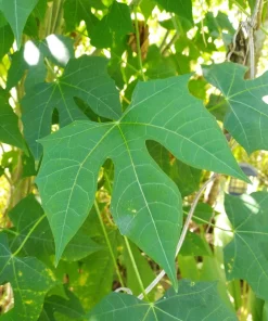 5 Chaya Cuttings 7 Inch – Maya Spinach Tree Live Cuttings, Edible Vegetable - Image 5