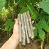 5 Chaya Cuttings 7 Inch – Maya Spinach Tree Live Cuttings, Edible Vegetable - Image 1