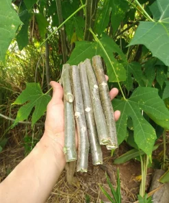 5 Chaya Cuttings 7 Inch – Maya Spinach Tree Live Cuttings, Edible Vegetable - Image 1