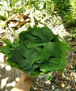 5 Chaya Cuttings 7 Inch – Maya Spinach Tree Live Cuttings, Edible Vegetable - Image 7