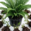 5 Christmas Fern Rhizomes - Live Bare Root Perennial Fern Plants, 3-6" Long - Image 1