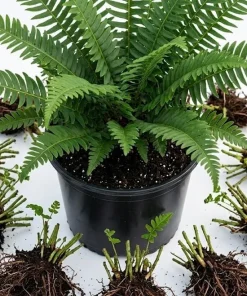 5 Christmas Fern Rhizomes - Live Bare Root Perennial Fern Plants, 3-6" Long - Image 1