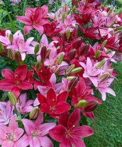 5 Cupid's Favorite Border Lily Duet Live Flower Bulbs - Multicolor - Image 2