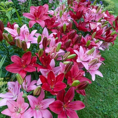 5 Cupid's Favorite Border Lily Duet Live Flower Bulbs - Multicolor - Image 2