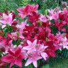 5 Cupid's Favorite Border Lily Duet Live Flower Bulbs - Multicolor - Image 1