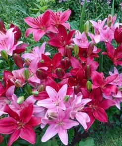 5 Cupid's Favorite Border Lily Duet Live Flower Bulbs - Multicolor - Image 1