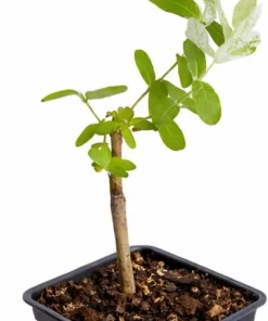 5 Dappled Nishiki Willow Shrubs - Live Plants, 6-12" Tall, 2.5" Pot - Image 2