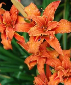 5 Double Orange Daylily Bulbs - Reblooming Hemerocallis Hardy Perennial - Image 4