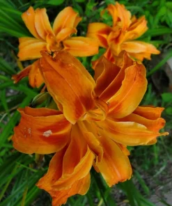 5 Double Orange Daylily Bulbs - Reblooming Hemerocallis Hardy Perennial - Image 5